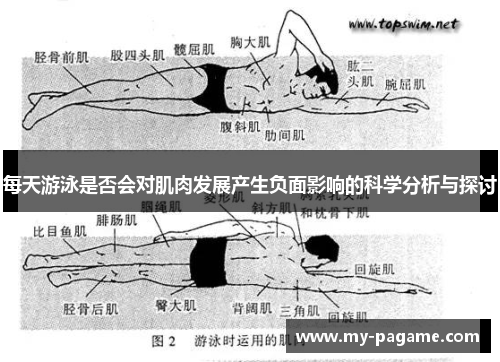 每天游泳是否会对肌肉发展产生负面影响的科学分析与探讨 每天游泳是否会对肌肉发展产生负面影响的科学分析与探讨